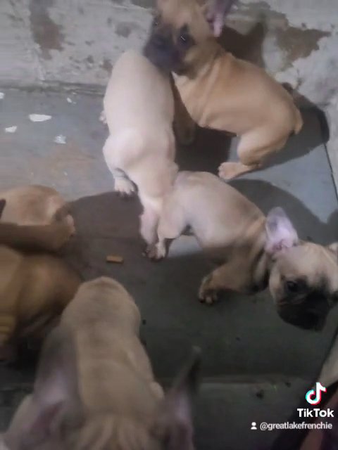 Love my frenchies in Oak Park, Michigan