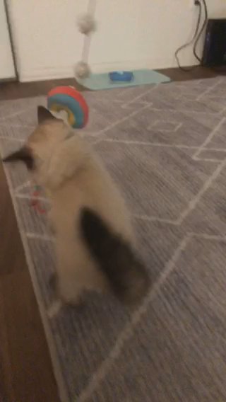 3 months ragdoll in Fresno, California