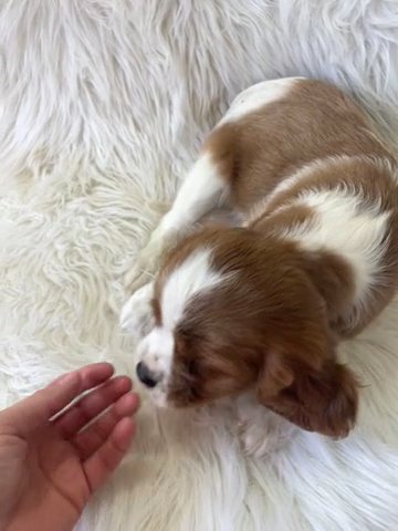 Cavalier King Charles Male in Pittsburg, Kansas