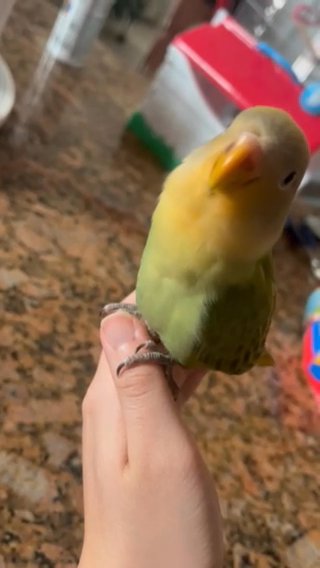 Baby Lovebirds For Adoption in Naples, Florida