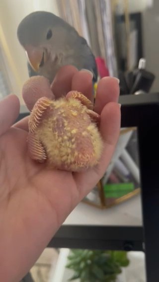 Baby Green Cheek Conures For Adoption in Naples, Florida