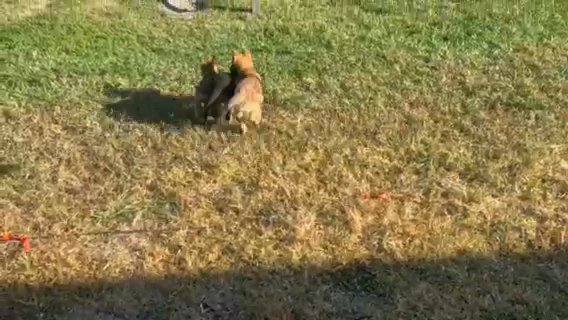 German Shepherd Puppies in West Palm Beach, Florida