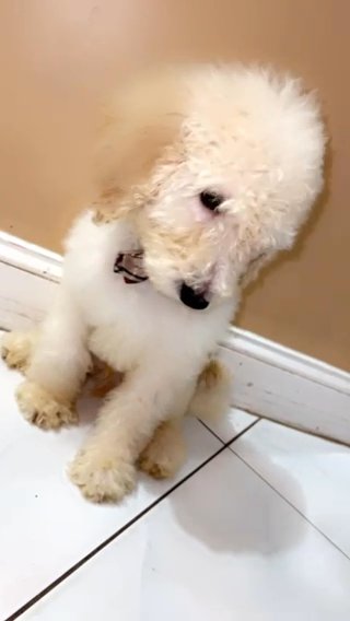 Golden Doodle in West Palm Beach, Florida