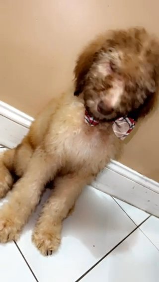 Golden Doodle in West Palm Beach, Florida