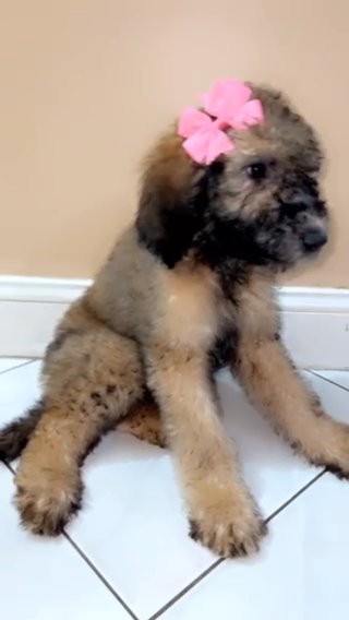 Golden Doodle in West Palm Beach, Florida