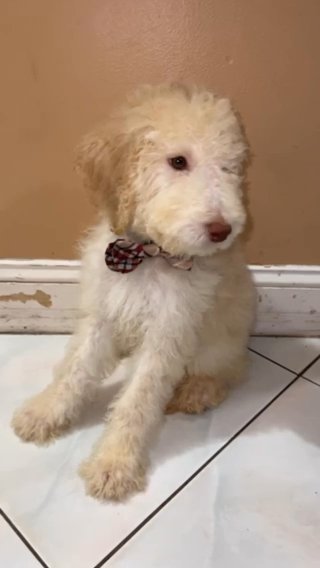 Golden Doodle in West Palm Beach, Florida