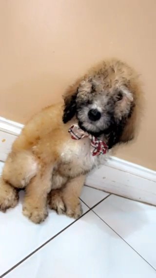 Golden Doodle in West Palm Beach, Florida
