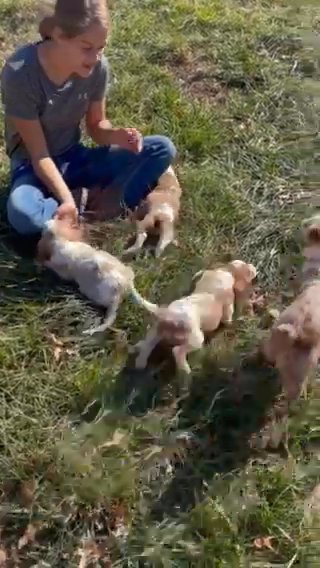 Cavalier Babies (males) in Pittsburg, Kansas