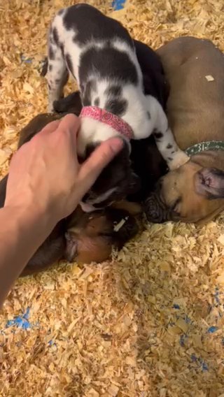 Fawn Male Great Dane in Fort Madison, Iowa