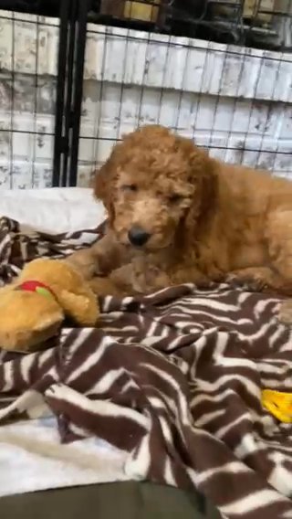 Golden Doodle - Angel in West Lafayette, Indiana