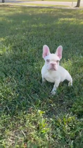 Platinum Male Frenchie 💙 in Miami, Florida