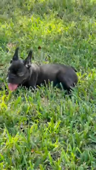 💜Female Cocoa Frenchie in Miami, Florida