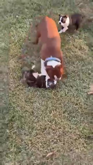 Boston terrier Puppies in Washington, District of Columbia
