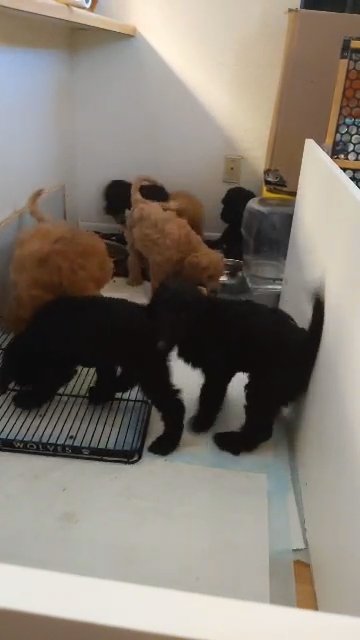Goldendoodle Puppies in Phoenix, Arizona