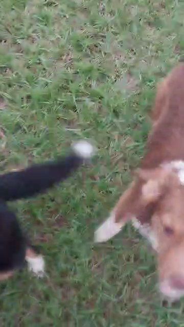 miniature Australian shepherd puppies in Houston, Texas