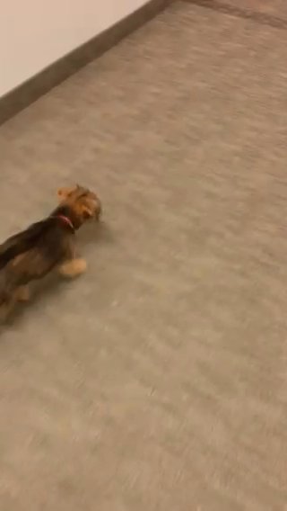Chanel in Cleveland, Ohio