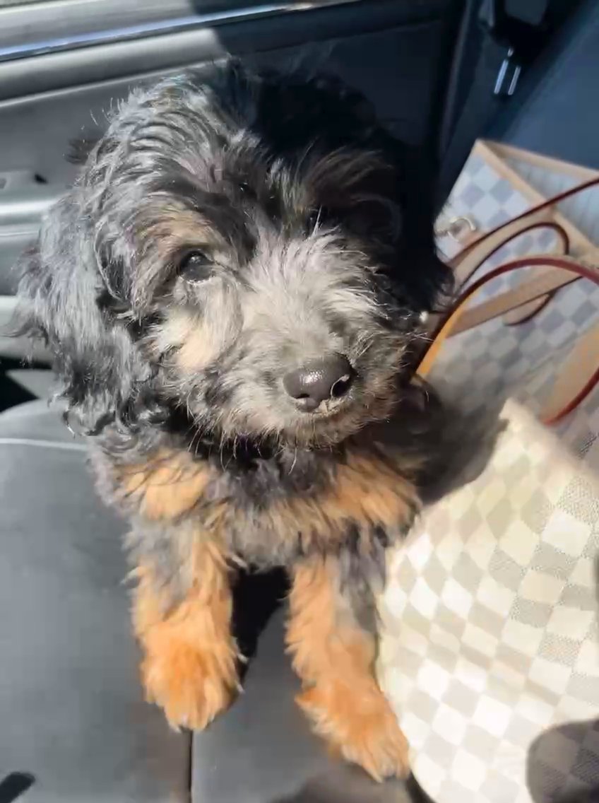 ozzy in Palm Springs, California