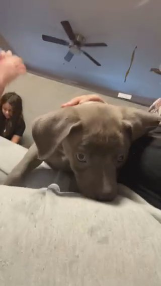 Cane Corso Mix in Allentown, Pennsylvania