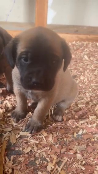 English Mastiff Male “Doc” in Bristol, Virginia