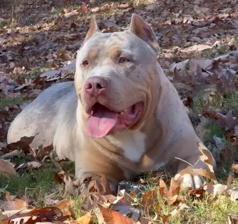 What a Handsome Lilac Tri Merle Available!!! in Fredericksburg, Virginia