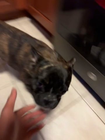 FULL BRED BRINDLE FRENCH BULL DOG (F) in Phillipsburg, New Jersey
