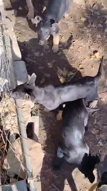 CKC German Shepherds in Kingsport, Tennessee