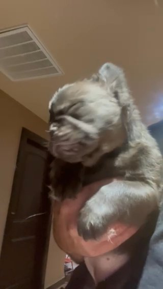 Fluffy Girl ? in Rio Rancho, New Mexico