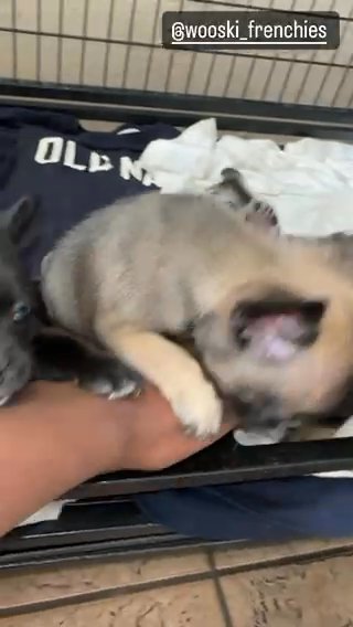 FRENCHIE PUPPYS AKC OR PET in Phoenix, Arizona