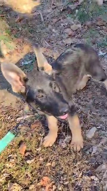 CKC Female German Shepherd in Kingsport, Tennessee