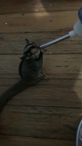 Cute Sugar glider Drinking Water in Hartford, Connecticut