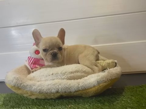 Cream French Bulldog in Jacksonville, Florida