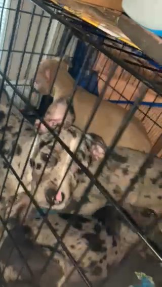 Girl Puppies in Miami Gardens, Florida