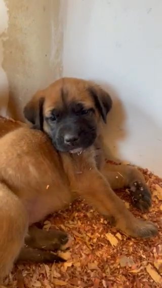 English Mastiff “Phatty” (purple) in Bristol, Virginia