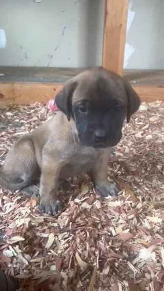 Libby English Mastiff Female (pink) in Bristol, Virginia