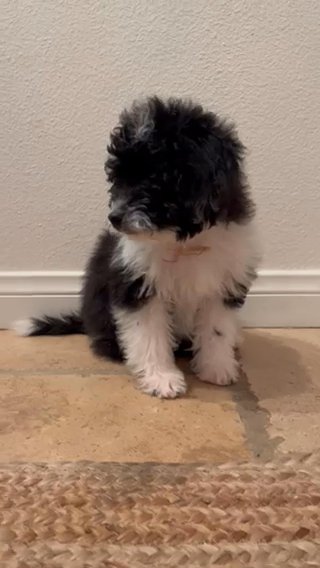 aussidoodle in Palm Springs, California