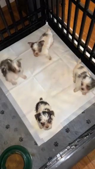 Exotic Blueberry Male yorkie in Somerset, Kentucky