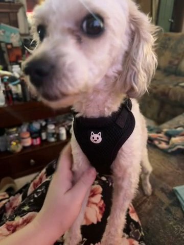 Toy poodle Male For Sell Or Stud in Gatesville, Texas