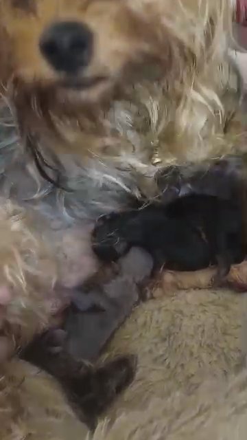 Yorkies in Denver, Colorado