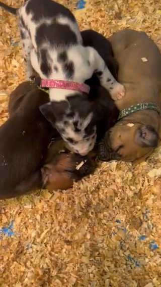 Fawn Male Great Dane in Fort Madison, Iowa
