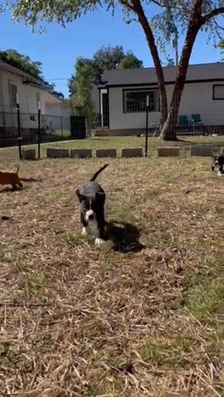3 UKC UTD Shots American Bullies in Sand Springs, Oklahoma