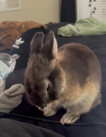 Netherland Dwarf Rabbit in Suitland, Maryland