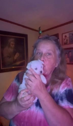 AKC Maltese in Sumter, South Carolina