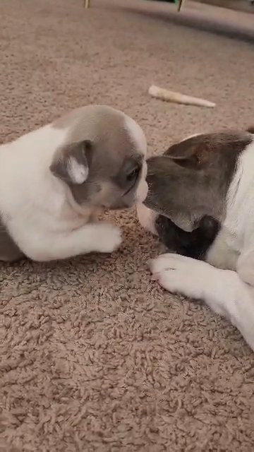 Blue Fawn Pied French Bulldog Pup! in Chino Valley, Arizona