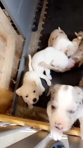Mixed Breed Puppies in Mansfield, Texas
