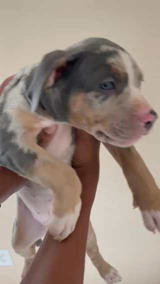 Blue Merle XL American Bully in Montgomery, Alabama