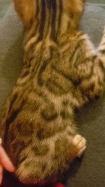 Little leopard - Purebred bengal kitten in Grand Rapids, Michigan