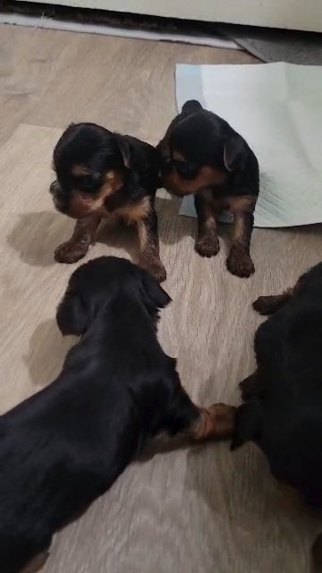 CKC YORKIE PUPPIES in Moreno Valley, California