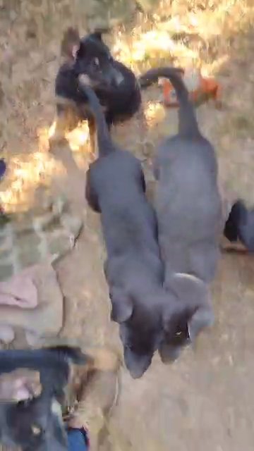 CKC German Shepherds in Kingsport, Tennessee