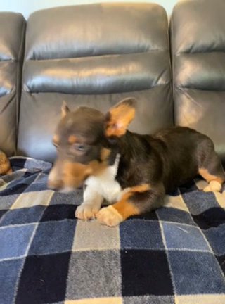 Pembroke Welsh Corgi in Bristol, Virginia