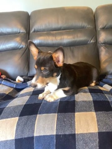 Pembroke Welsh Corgi in Bristol, Virginia